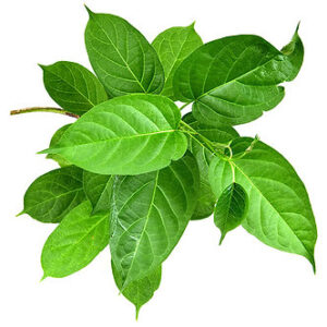 GymnemaSylvestre