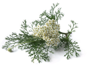 YarrowSmall